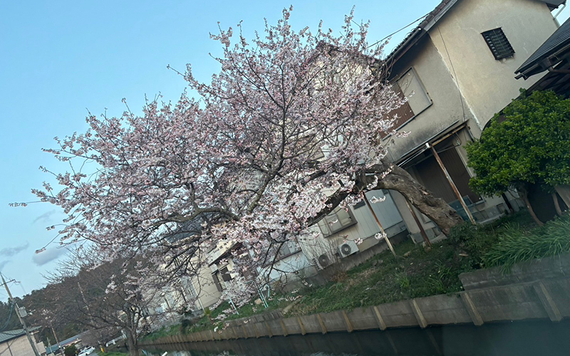 桜探し旅