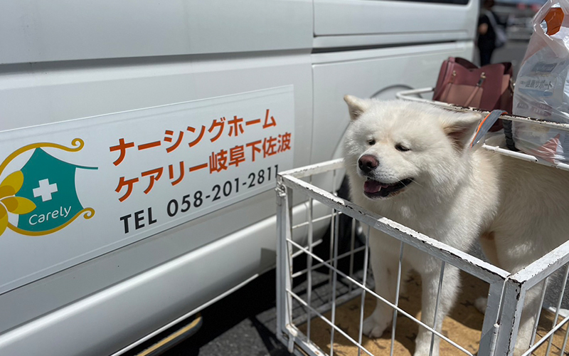 犬だらけ