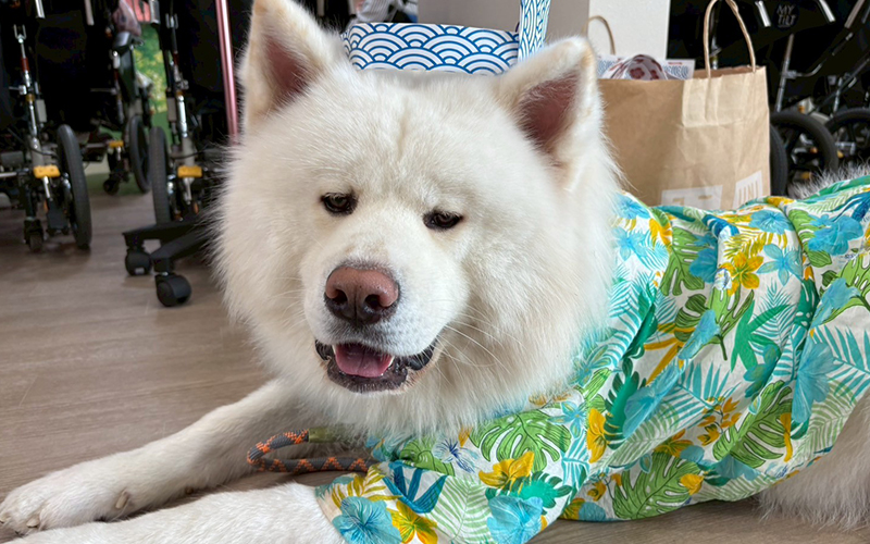 夏祭りイベントのご報告
