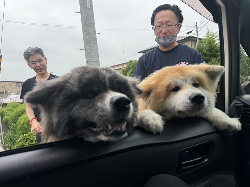 だいふくだワン！