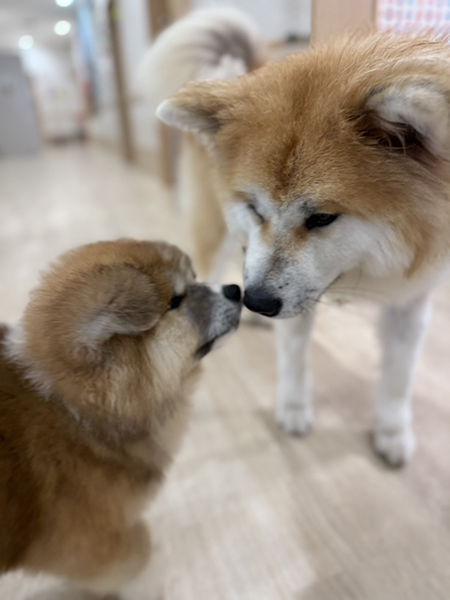 だいふくだワン！