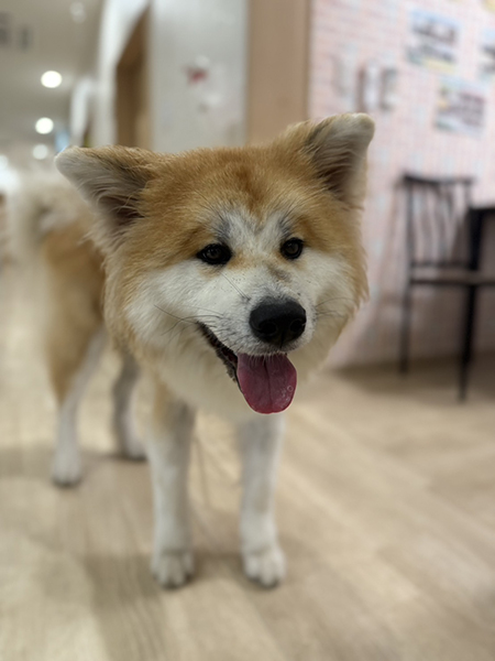 だいふくだワン！