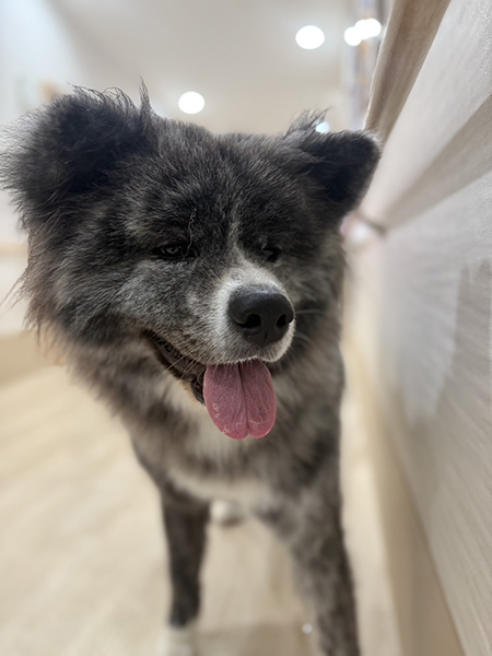 だいふくだワン！
