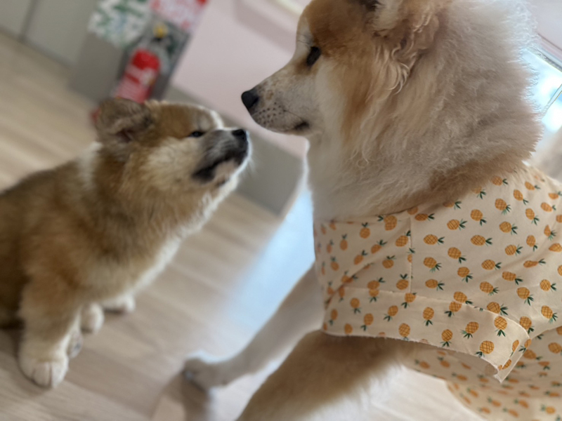 だいふくだワン！