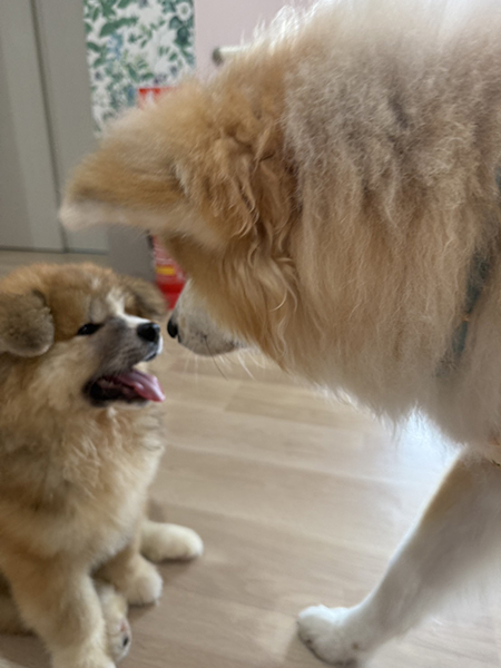 だいふくだワン！