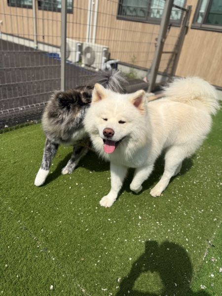 わんちゃん達も元気いっぱい！