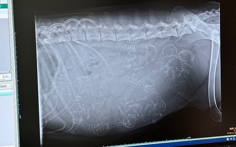 セラピー犬の「いちご」が懐妊しました！