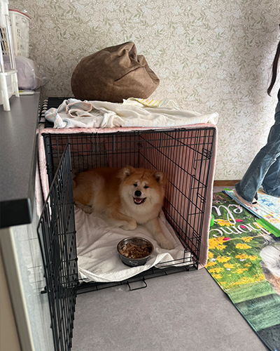 セラピー犬の「いちご」が懐妊しました！