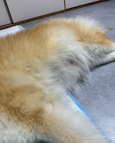 セラピー犬の「いちご」が懐妊しました！