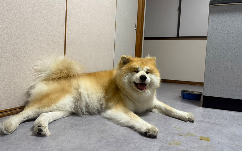セラピー犬の「いちご」が懐妊しました！