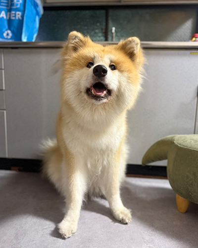 セラピー犬の「いちご」が懐妊しました！