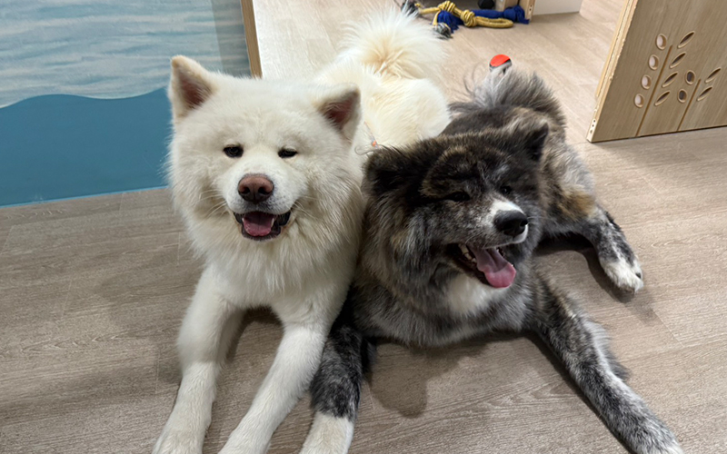 セラピー犬の「いちご」が懐妊しました！