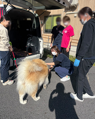 セラピー犬の「いちご」が懐妊しました！