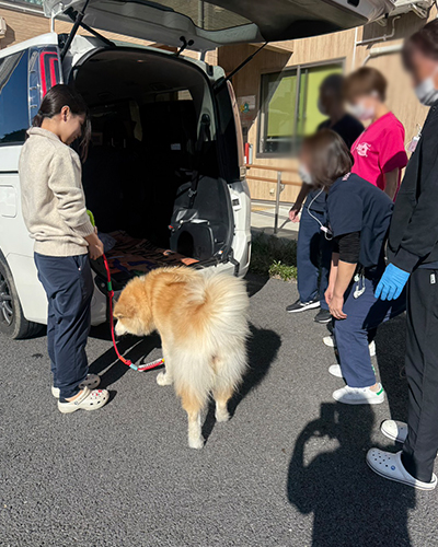 セラピー犬の「いちご」が懐妊しました！