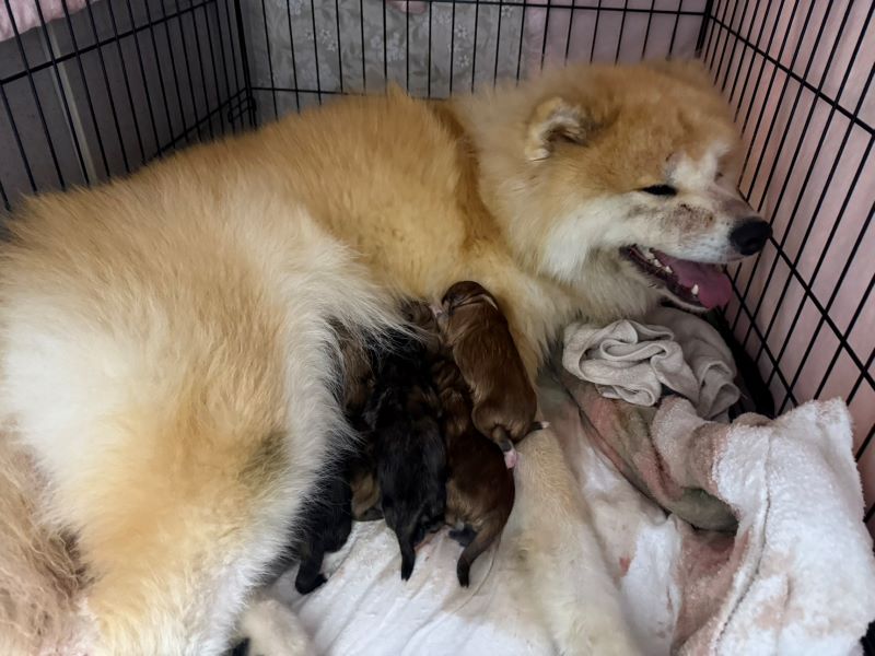 赤ちゃん誕生!感動の瞬間でした。