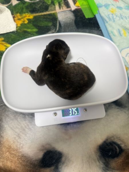 赤ちゃん誕生!感動の瞬間でした。