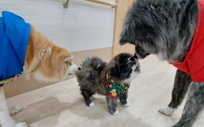 初詣へ行ってまいりました。