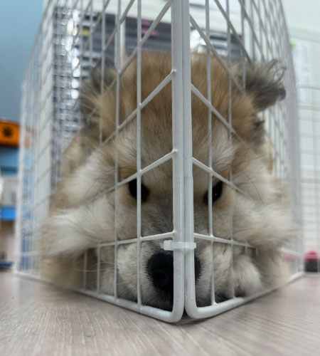 わんちゃんたちの巣立ち