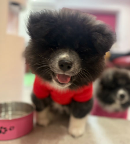 わんちゃんたちの巣立ち