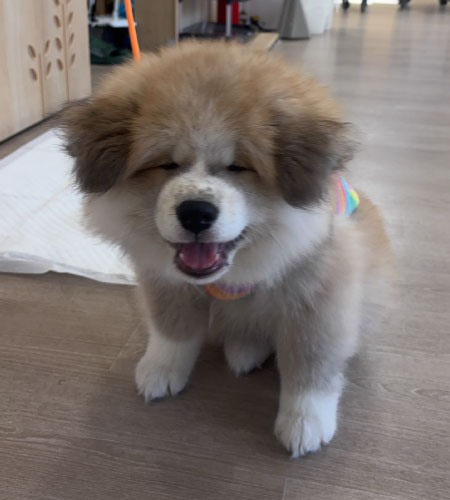 わんちゃんたちの巣立ち