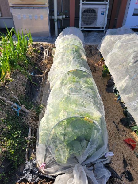 ケアリー農園のちいさな収穫祭