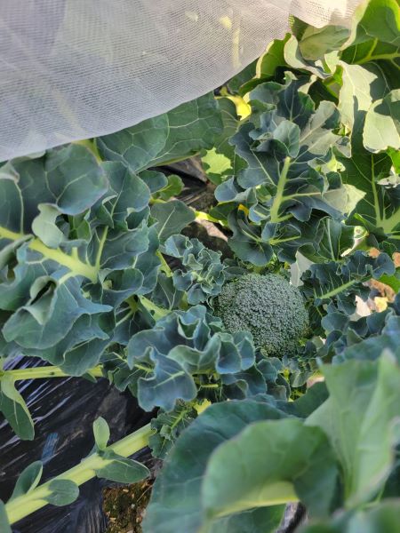 ケアリー農園のちいさな収穫祭