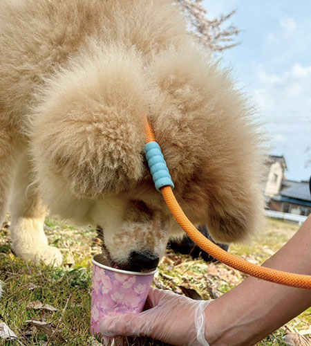 春のやさしいひととき〜お花見日和〜