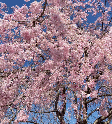 一関 桜イベント