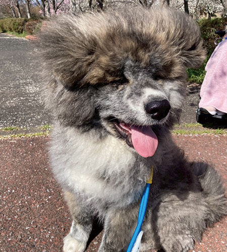 一関 桜イベント