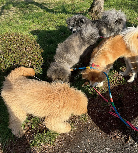 一関 桜イベント