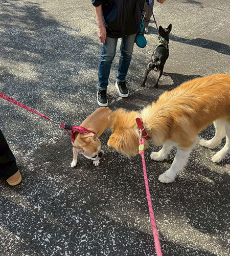 一関 桜イベント