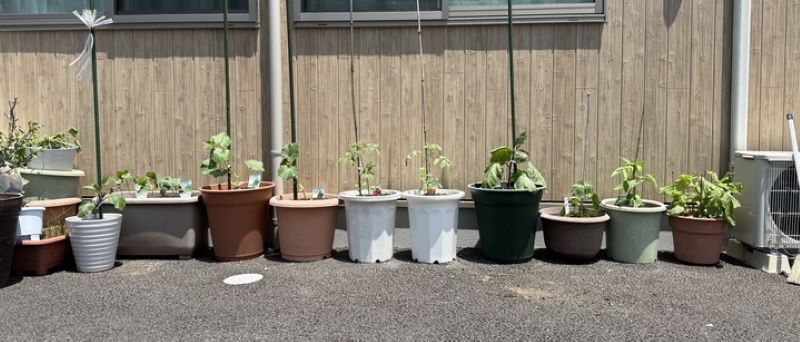 野菜の苗植えを行いました。